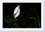 white flower * En hvid blomst fra stuen. A white flower from sitting room * 3888 x 2592 * (2.39MB)